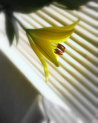 A flower blossoming in my room. 
