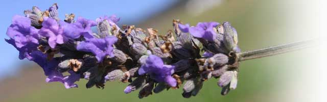 I went to the garden filled with lavender and brought me to a hightened awareness that is you.