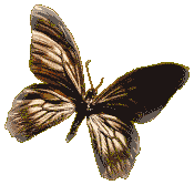 moth.gif (5464 bytes)