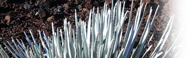 The silversword plant